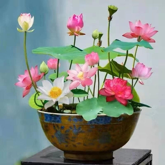 Premium Lotus Flower Seeds (Pack of 50)